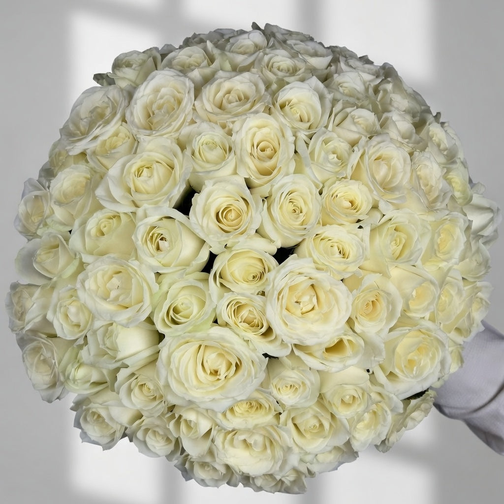 Ivory Radiance - 51 White Kenyan Roses - TAVÉINE AE