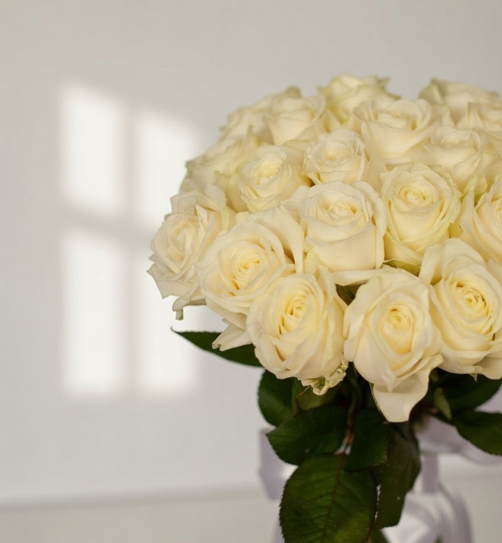White Majesty – 101 Premium Roses - TAVÉINE AE